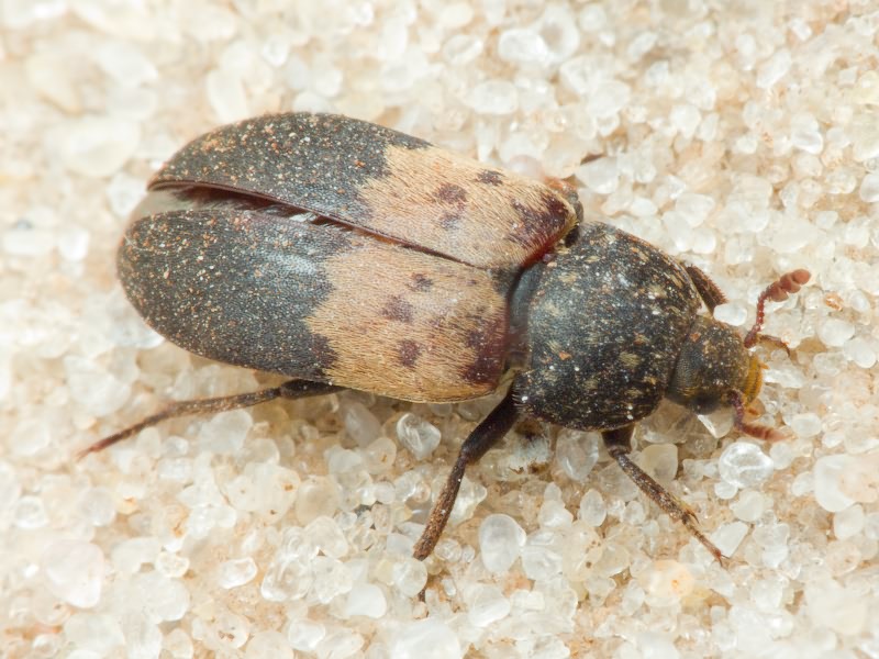 Dermestes lardarius Linnaeus, 1758